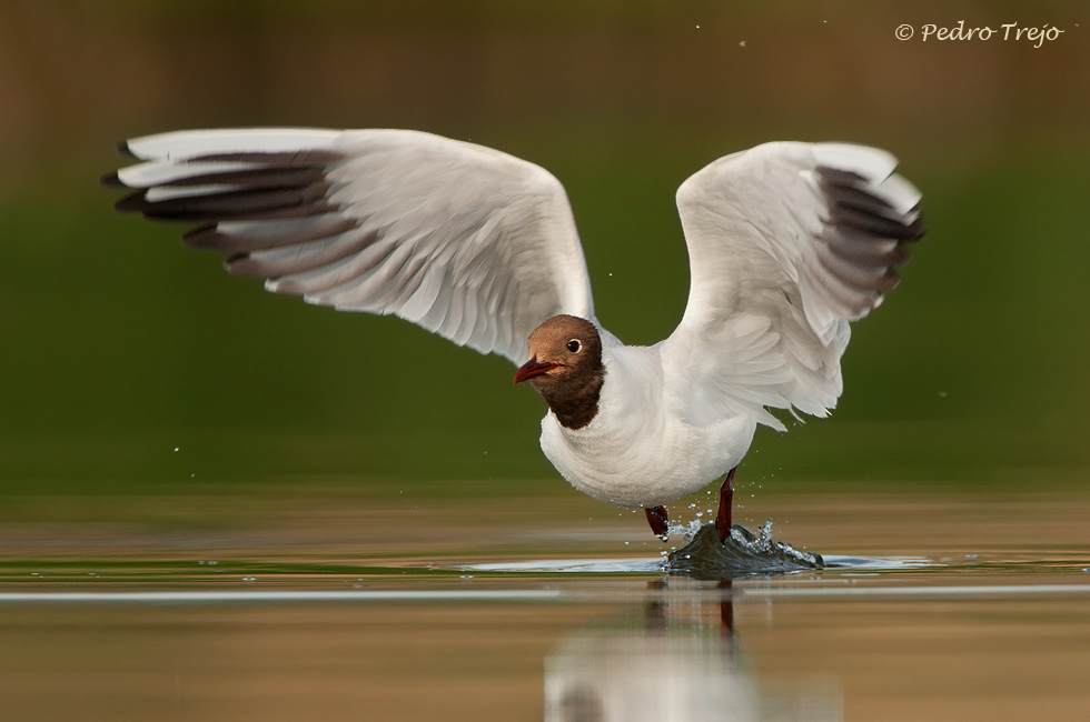 Gaviota reidora ( Larus ridibundus )